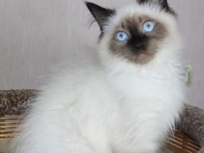 Nils - Siberian - Gallery Photo #1