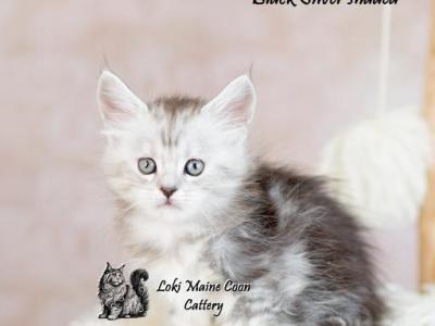Zoe - Maine Coon - Gallery Photo #1