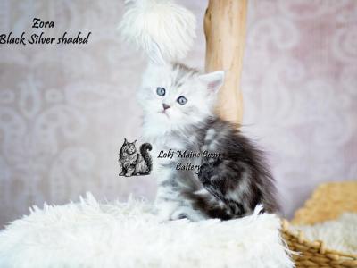 Zora - Maine Coon - Gallery Photo #1