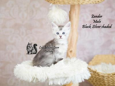 Zander - Maine Coon - Gallery Photo #1