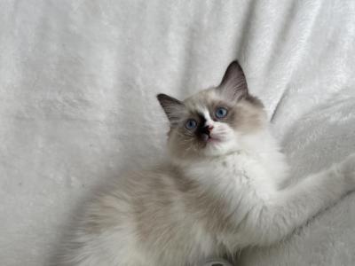 Ragdoll Boy - Ragdoll - Gallery Photo #1