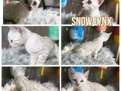 Bo Peep - Bengal - Gallery Photo #1