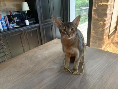 Pickles - Abyssinian - Gallery Photo #1