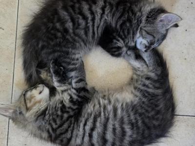 Siberian And Bengal Mix Kittens - Siberian - Gallery Photo #1