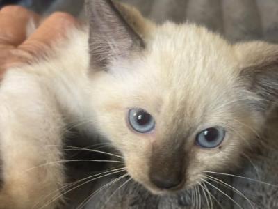Beauty And Tomy - Siamese - Gallery Photo #1