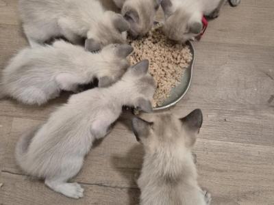 Five Males And One Female - Siamese - Gallery Photo #1
