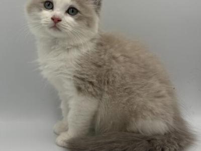Mochas Litter - Ragdoll - Gallery Photo #1