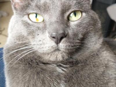 Kitty - Domestic - Gallery Photo #1