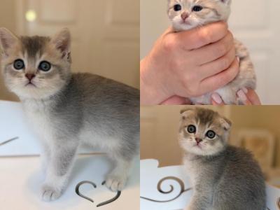 BLUE GOLDEN Waitlist - British Shorthair - Gallery Photo #1