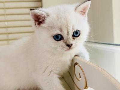 BEATRICE Female With Blue Eyes - Scottish Fold - Gallery Photo #1