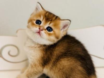 IRIS Golden Color Female - British Shorthair - Gallery Photo #1