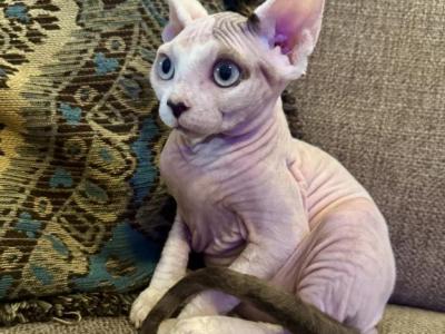 Dobby And Poppy's Babies - Sphynx - Gallery Photo #1