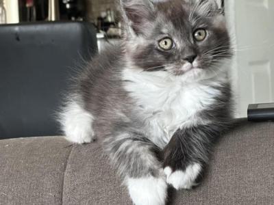 Gibby - Maine Coon - Gallery Photo #1