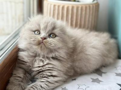 Susana - Scottish Fold - Gallery Photo #1
