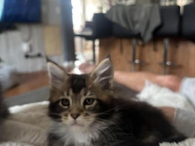 Gavin - Maine Coon - Gallery Photo #1