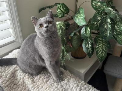 Blue Velvet - British Shorthair - Gallery Photo #1