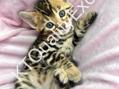 Josie TICA Registered  Bengal Kitten - Bengal - Gallery Photo #1