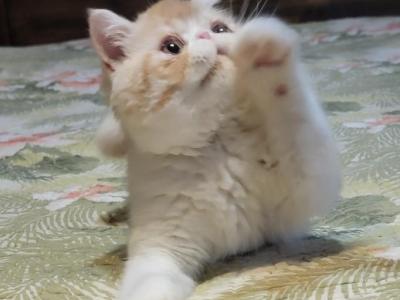 CAMEO TABBY AND WHITE EXOTIC BOY 2 CFA - Exotic - Gallery Photo #1