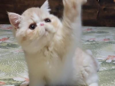 CAMEO TABBY AND WHITE EXOTIC BOY 1 CFA - Exotic - Gallery Photo #1