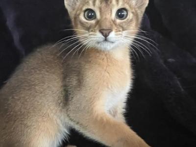 Charly - Abyssinian - Gallery Photo #1