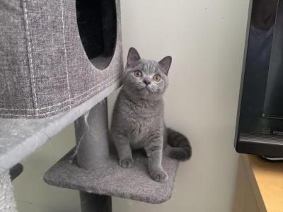 Blue Beaumont - British Shorthair - Gallery Photo #1