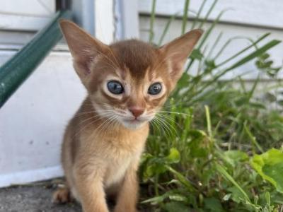 Felix - Abyssinian - Gallery Photo #1
