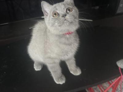 Blue Teddy - British Shorthair - Gallery Photo #1