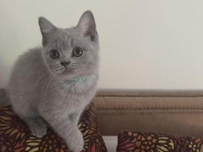 Silver Storm - British Shorthair - Gallery Photo #1