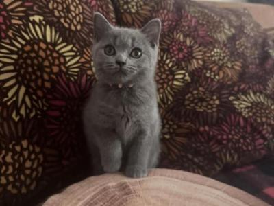 Soft Cloud - British Shorthair - Gallery Photo #1
