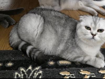 Buffy Sweet - Scottish Fold - Gallery Photo #1