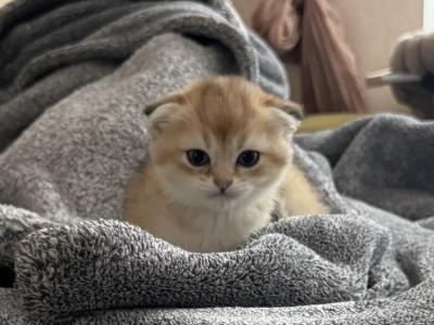 Ginger - Scottish Fold - Gallery Photo #1