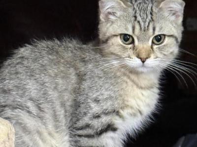 Kitty B - Scottish Fold - Gallery Photo #1