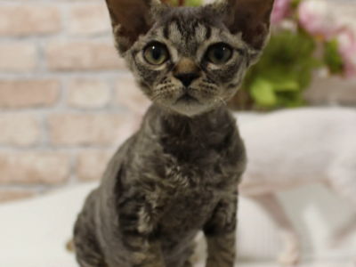 Black Tabby Devon Rex - Devon Rex - Gallery Photo #1