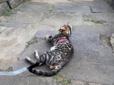 Blaze - Bengal - Gallery Photo #1