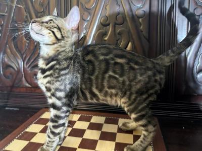 Bleu - Bengal - Gallery Photo #1