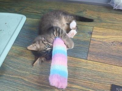 Baby Litter 2 - Domestic - Gallery Photo #1