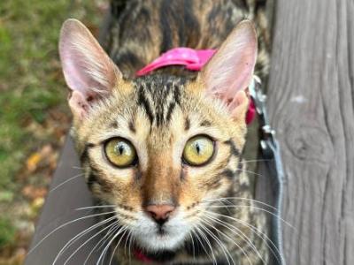 Draven - Bengal - Gallery Photo #1