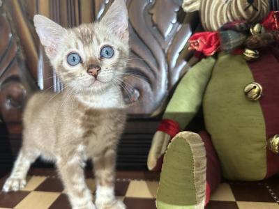 Suede - Bengal - Gallery Photo #1