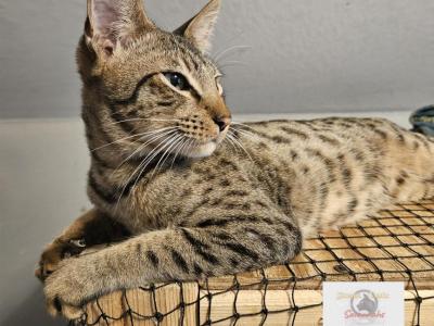F4  Mr Romeo - Savannah - Gallery Photo #1