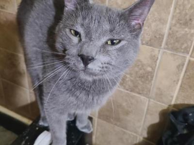 Blue - Domestic - Gallery Photo #1