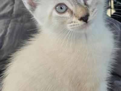 Lynx Point Male Siamese - Siamese - Gallery Photo #1