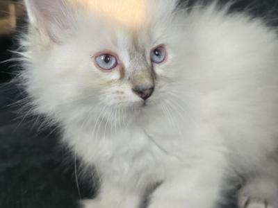 Balinese Kittens Lynx And Seal Point - Balinese - Gallery Photo #1