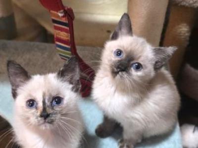 Siamese Girls - Siamese - Gallery Photo #1