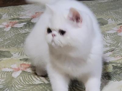 CFA REG COPPER EYED WHITE EXOTIC SHORTHAIR  GIRL - Exotic - Gallery Photo #1