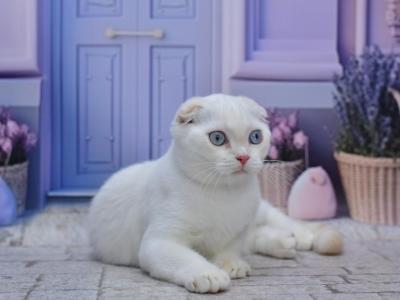 Jeff1 - Scottish Fold - Gallery Photo #1