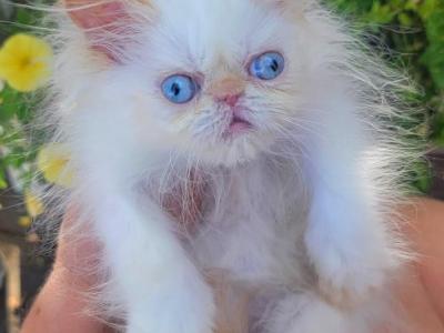 Birthday Surprise Flame - Persian - Gallery Photo #1