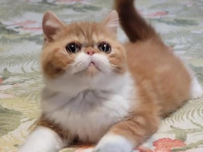 RED CLASSIC TABBY AND WHITE EXOTIC BOY CFA - Exotic - Gallery Photo #1