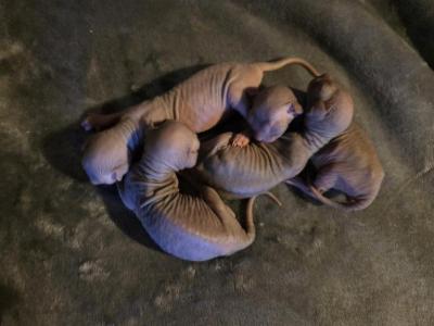Willow's Litter - Sphynx - Gallery Photo #1