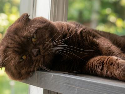 Brownie - Scottish Fold - Gallery Photo #1
