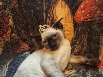 Bobby Jo - Devon Rex - Gallery Photo #1